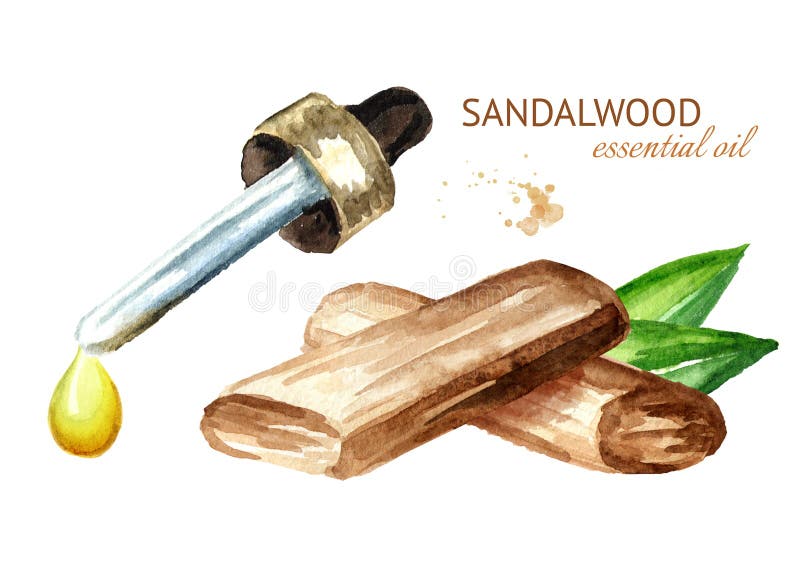 Goccia dei sandali o del petrolio essenziale e dei bastoni di Chandan con le foglie verdi Illustrazione disegnata a mano dell'acq royalty illustrazione gratis Goccia dei sandali o del petrolio essenziale e dei bastoni di Chandan con le foglie verdi Illustrazione disegnata a mano dell'acq royalty illustrazione gratis
