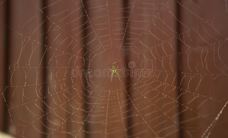 Goccia di rugiada e della ragnatela fotografie stock Goccia di rugiada e della ragnatela fotografie stock