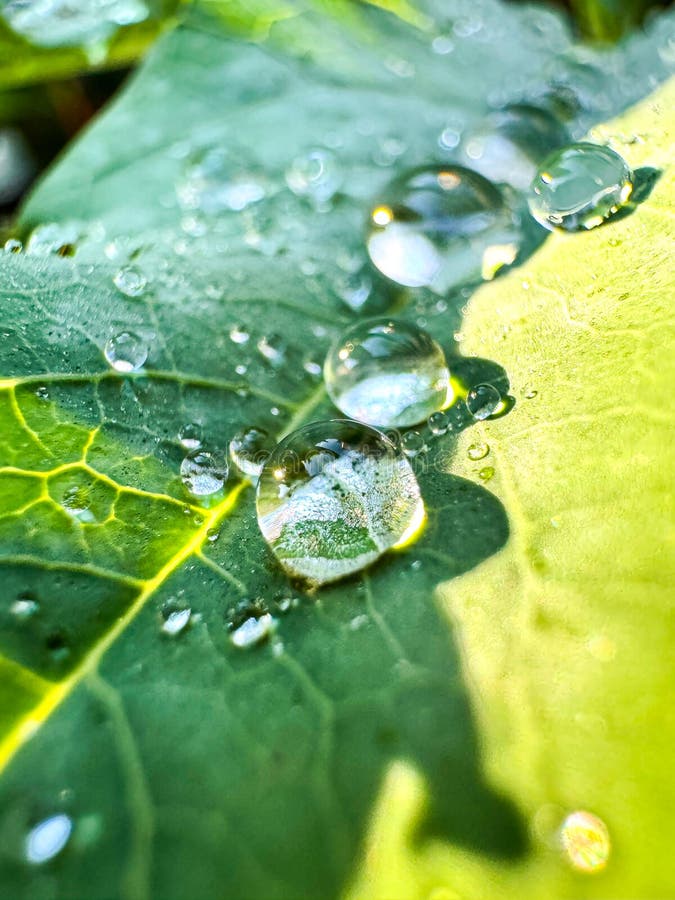 Goccioline d'acqua sulla foglia verde immagini stock libere da diritti