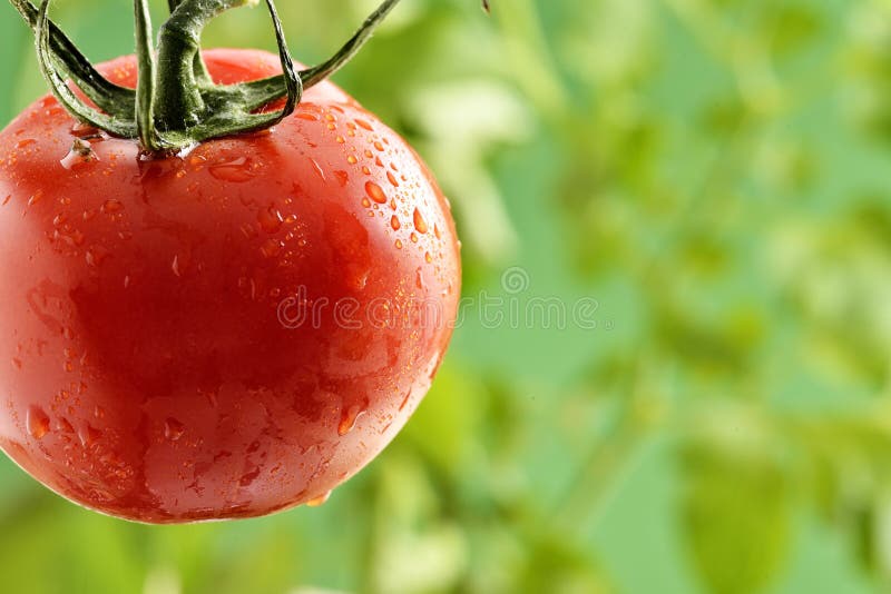 Goccioline di acqua sulla pianta di pomodori