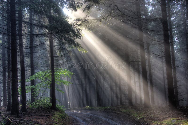 God beams - coniferous forest royalty free stock photos