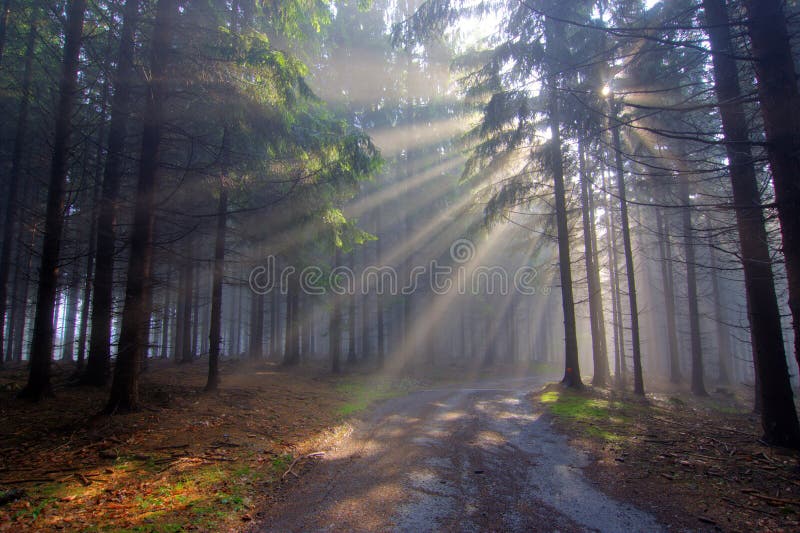Image of the coniferous forest early in the morning - early morning fog. Roughness stock images, royalty-free photos and pictures