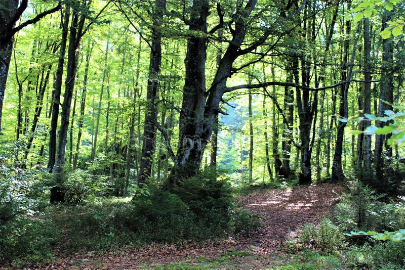 Goda del vostro viaggio con le montagne di Carpathians, bellezza del villaggio immagine stock libera da diritti Goda del vostro viaggio con le montagne di Carpathians, bellezza del villaggio immagine stock libera da diritti