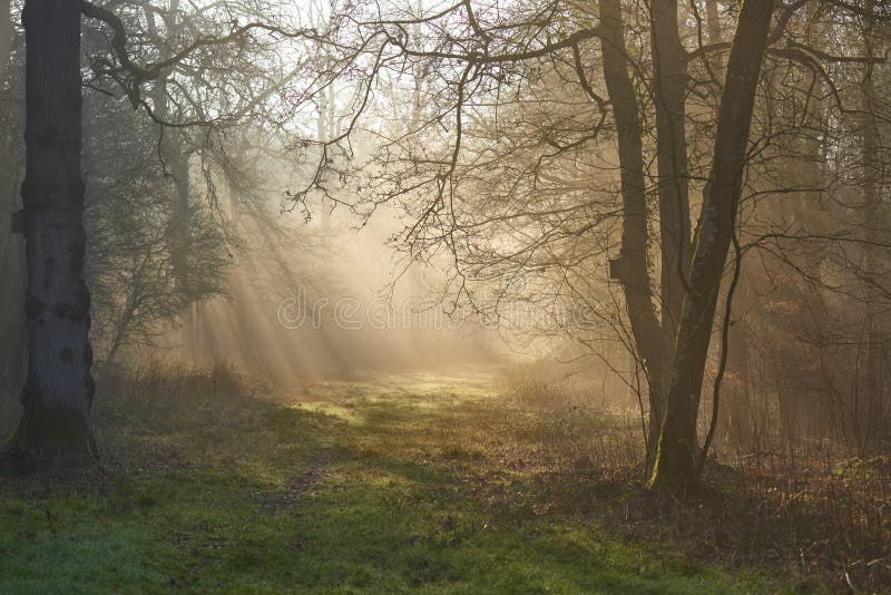 Sunbeams through misty morning woodland path at dawn royalty free stock photography Sunbeams through misty morning woodland path at dawn royalty free stock photography