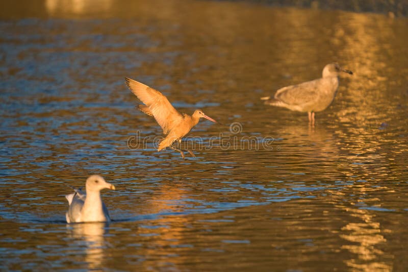Godwit marbré volant à la plage de bord de mer c'est un grand oiseau de rivage buffle avec une facture bicolore exceptionnellement longue retournée. couleur chaude générale particulièrement brillante sur les ailes en vol.