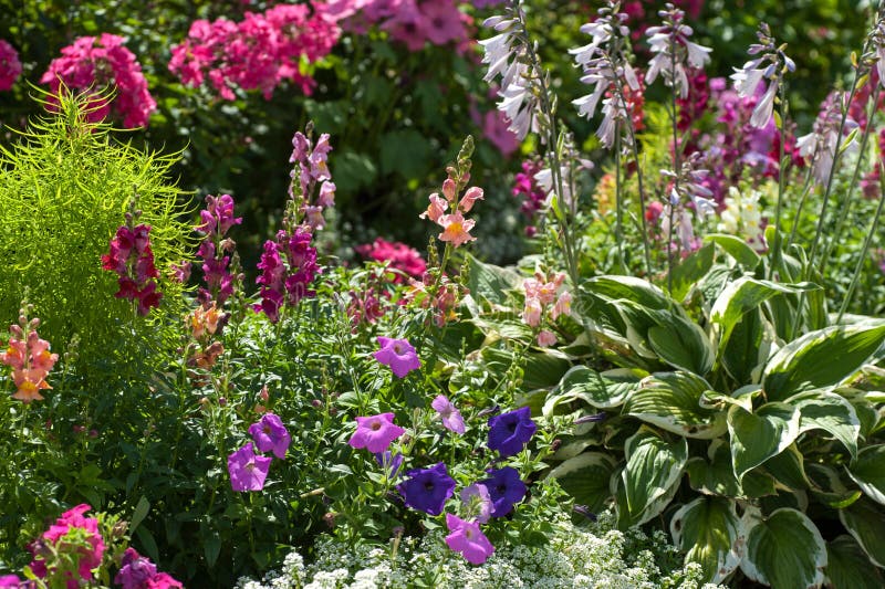 Cheerful sunny summer flower border with blooming  Hosta `Francee`, mix of pink phloxes , white Sweet Alyssum, colorful mix of Antirrhinum Maju and mix of purple magenta Petunia. Selective focus. July, Russia. Cheerful sunny summer flower border with blooming  Hosta `Francee`, mix of pink phloxes , white Sweet Alyssum, colorful mix of Antirrhinum Maju and mix of purple magenta Petunia. Selective focus. July, Russia