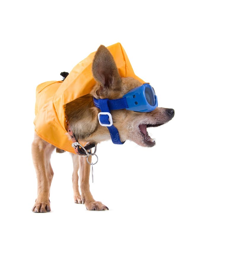 Rain umbrella dog stock photo. Image of clothes, cold 26562364