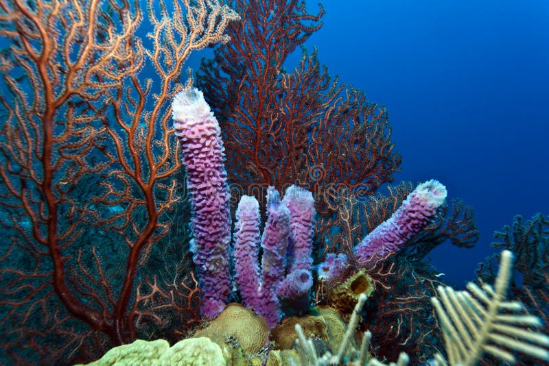 Gogonian sea fan