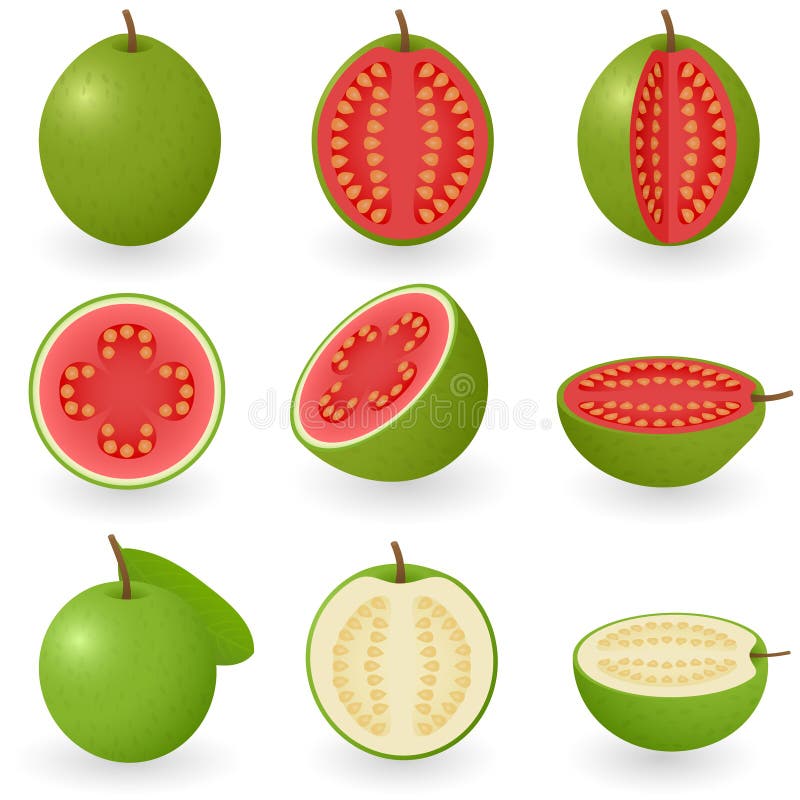 Vector illustration of guava fruit. Vector illustration of guava fruit