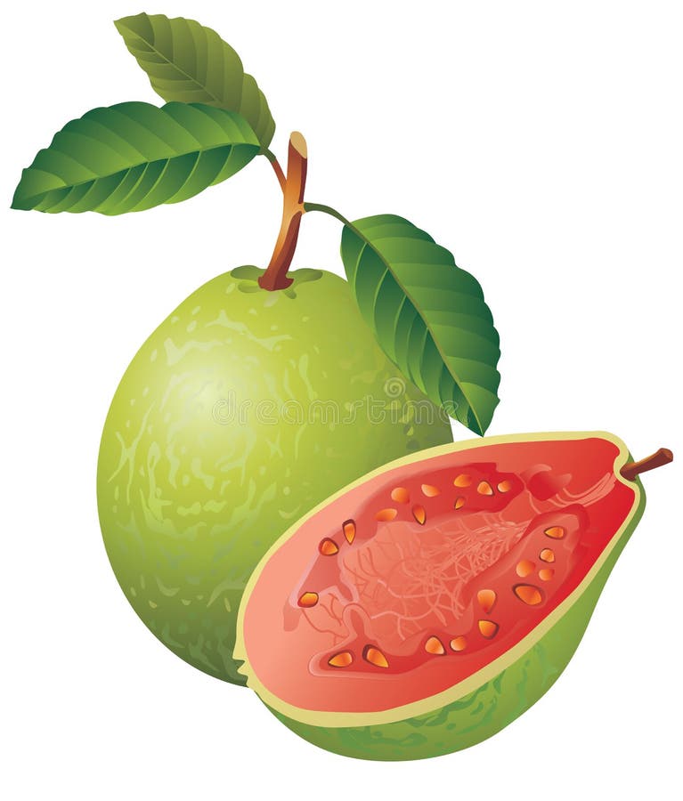 Raster version of vector image of a guava There is in addition a vector format (EPS 8). Raster version of vector image of a guava There is in addition a vector format (EPS 8)