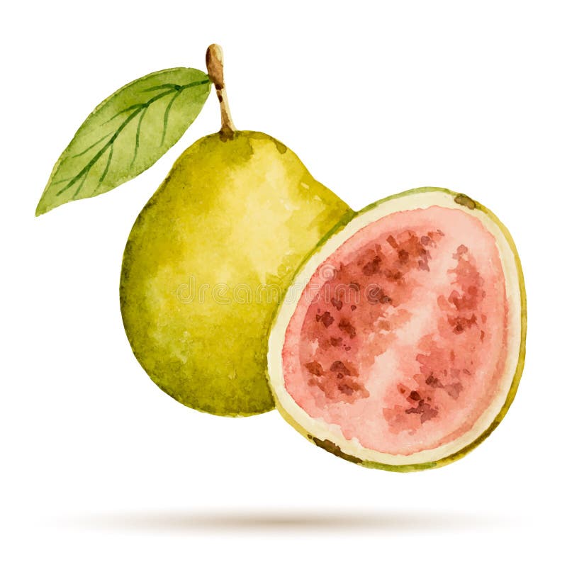 Guava hand drawn watercolor, on a white background. Vector illustration. Guava hand drawn watercolor, on a white background. Vector illustration.