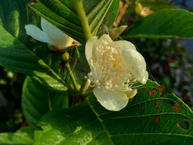 Goiaba comum guava psidium guajava na árvore imagem de stock