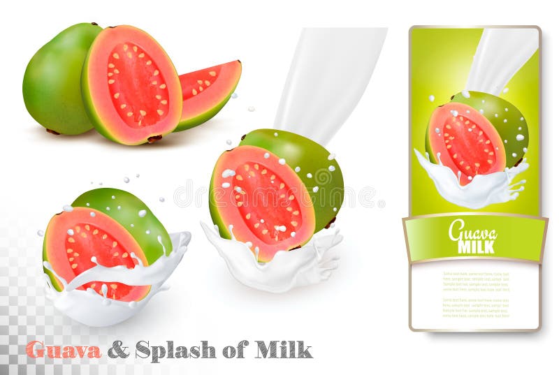 Guava in a milk splash and label on a transparent background. Vector. Guava in a milk splash and label on a transparent background. Vector.