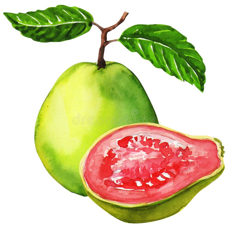 Fresh guava fruit isolated, watercolor painting on white background. Fresh guava fruit isolated, watercolor painting on white background.