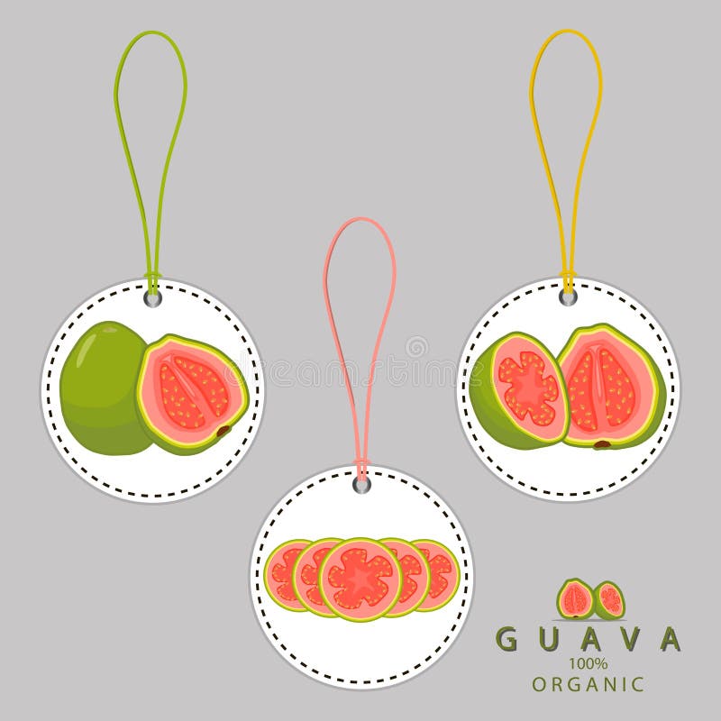 Vector illustration logo for whole ripe fruit red guava,cut half sliced amrood,background.Guava drawing consisting of tag label,natural sweet food amrud.Eat fresh raw organic exotic fruits guaves. Vector illustration logo for whole ripe fruit red guava,cut half sliced amrood,background.Guava drawing consisting of tag label,natural sweet food amrud.Eat fresh raw organic exotic fruits guaves.