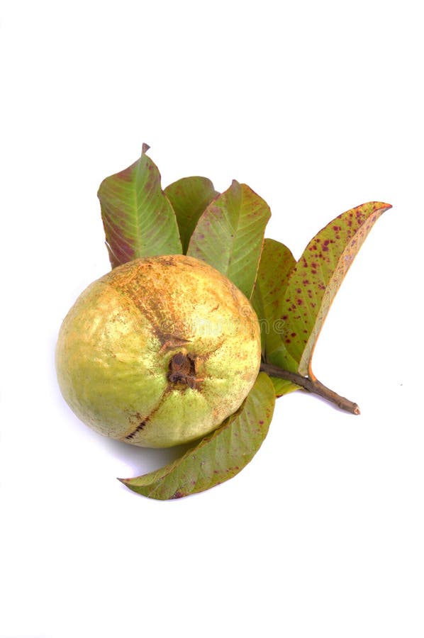 Goiaba verde fotografia de stock