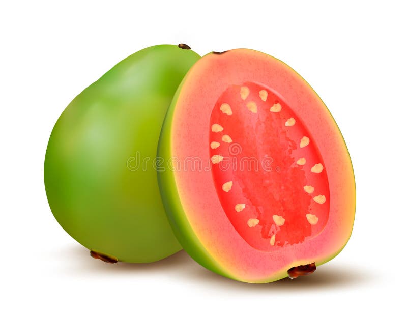 Fresh green Guava fruit. Vector. Fresh green Guava fruit. Vector.