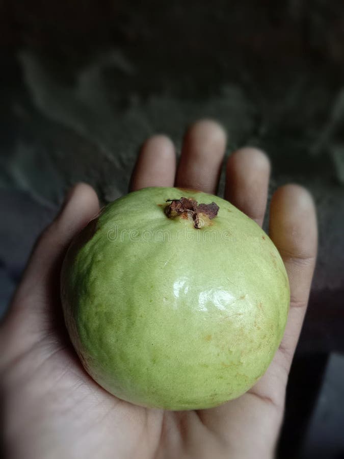 Goiaba verde fresca na mão imagem de stock