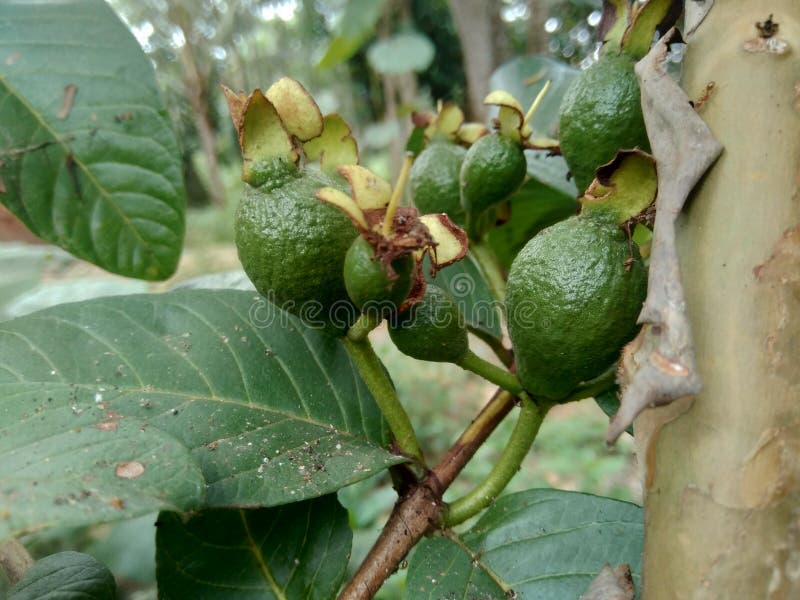 Goiaba verde guava pidium guajava comum guava na árvore foto de stock royalty free