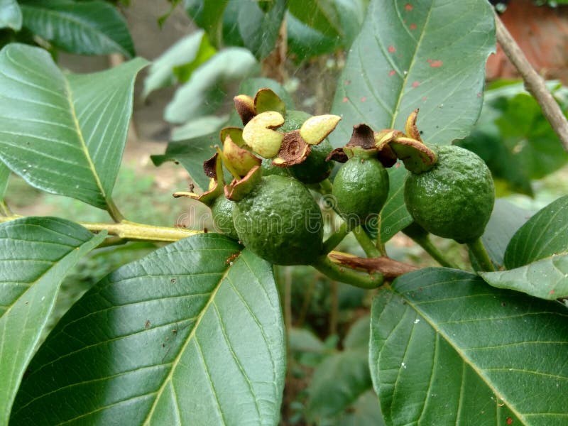 Goiaba verde Psidium guajava, Goiaba comum na árvore imagem de stock