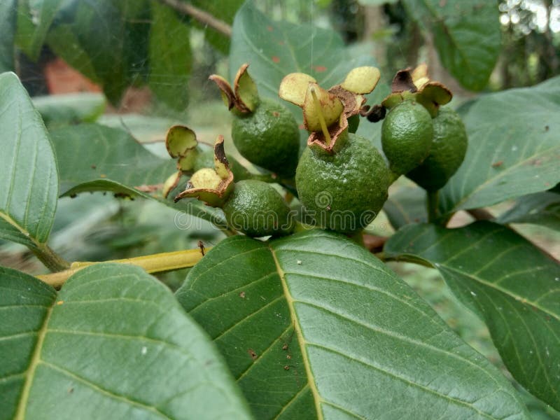 Goiaba verde Psidium guajava, Goiaba comum na árvore foto de stock