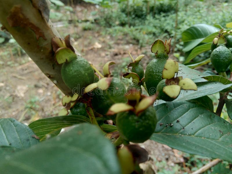 Goiaba verde guava pidium guajava comum guava na árvore imagem de stock