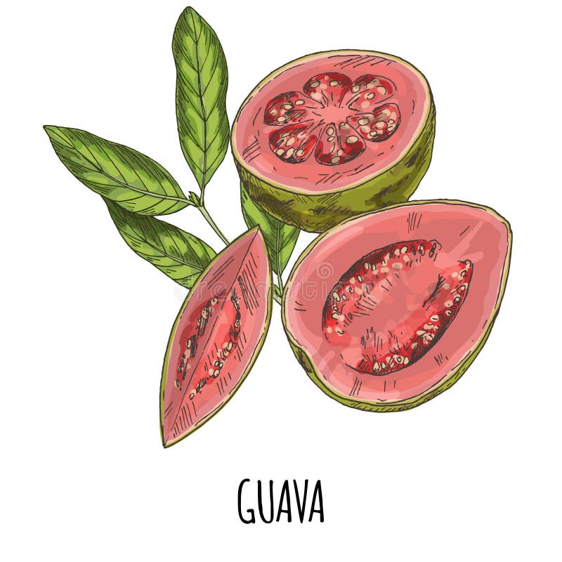 Guava. Full color realistic hand drawn vector illustration. Guava. Full color realistic hand drawn vector illustration.