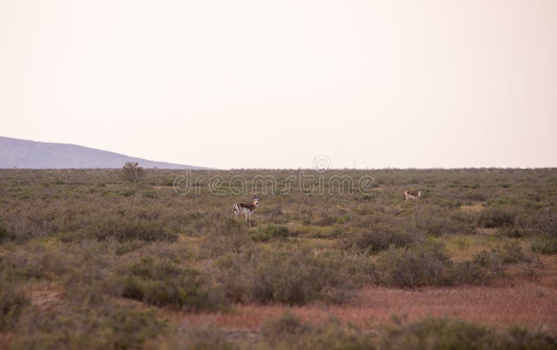 Goitered gazelles graze in the steppe royalty free stock image