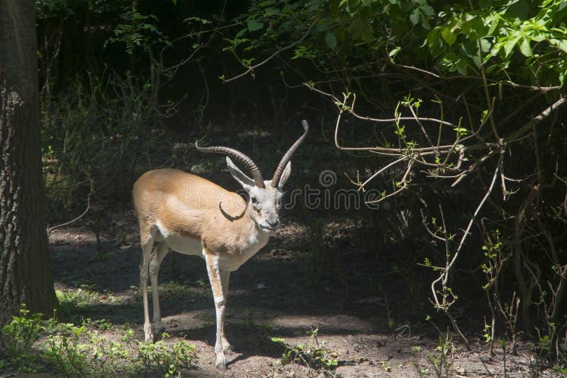 Goitered or black-tailed gazelle (Gazella subgutturosa) male in the bush. Goitered or black-tailed gazelle (Gazella subgutturosa) male in the bush