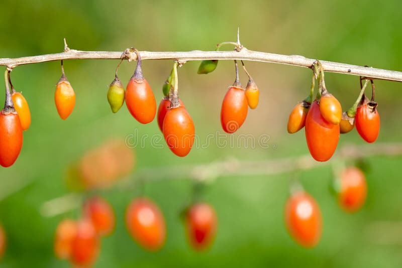 Goji-Beere - Zweig füllte mit frischen goji Beeren lizenzfreies stockfoto Goji-Beere - Zweig füllte mit frischen goji Beeren lizenzfreies stockfoto