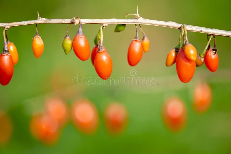 Goji-Beere - Zweig füllte mit frischen goji Beeren lizenzfreie stockbilder Goji-Beere - Zweig füllte mit frischen goji Beeren lizenzfreie stockbilder
