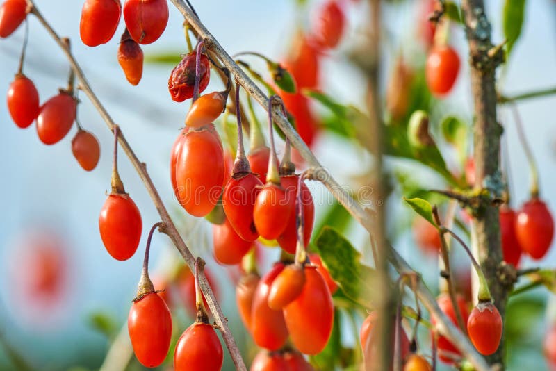 Goji-Beere - Zweig füllte mit frischen goji Beeren stockfotos Goji-Beere - Zweig füllte mit frischen goji Beeren stockfotos