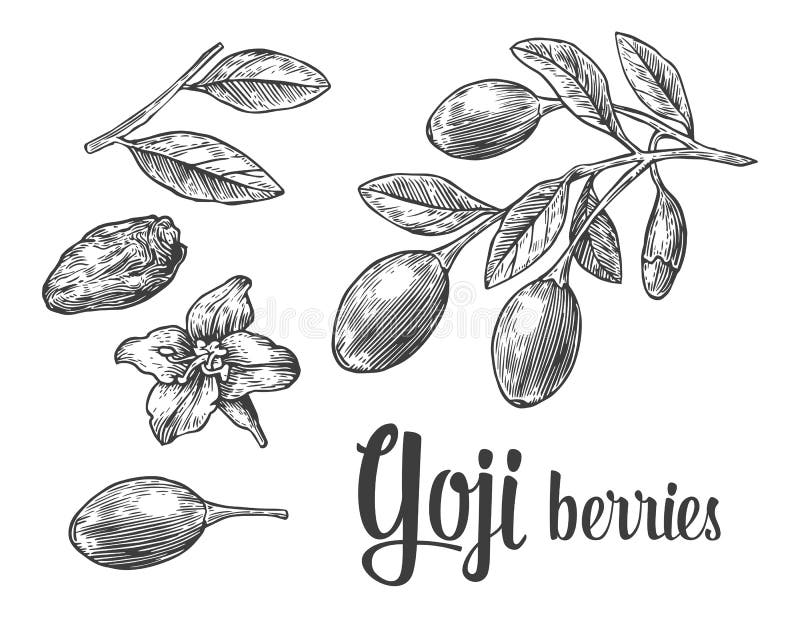 Gojibessen op een tak Vector zwart-witte uitstekende gravureillustratie vector illustratie Gojibessen op een tak Vector zwart-witte uitstekende gravureillustratie vector illustratie