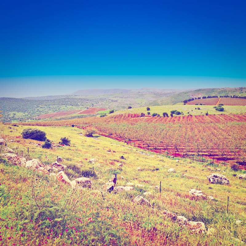 Golan Heights stock image. Image of field, countryside 41549155
