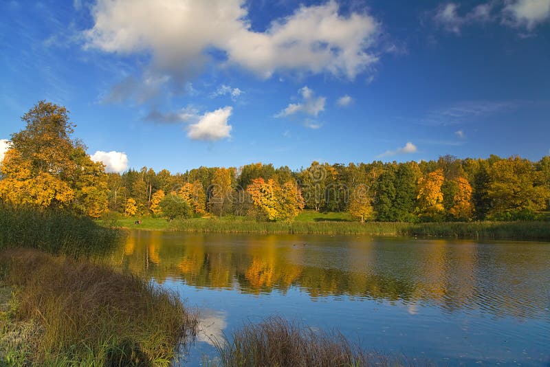 Gold autumn and blue sky