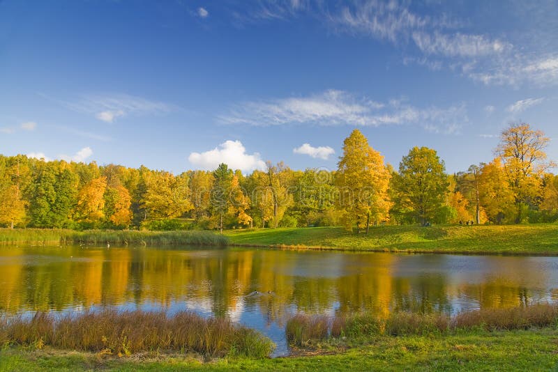 Gold autumn trees