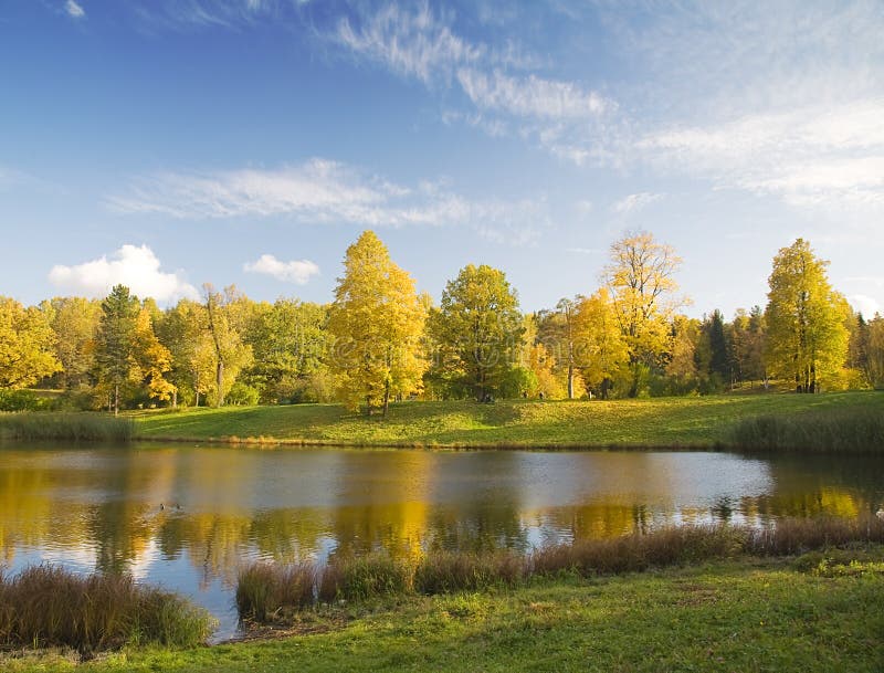 Gold autumn under blue sky