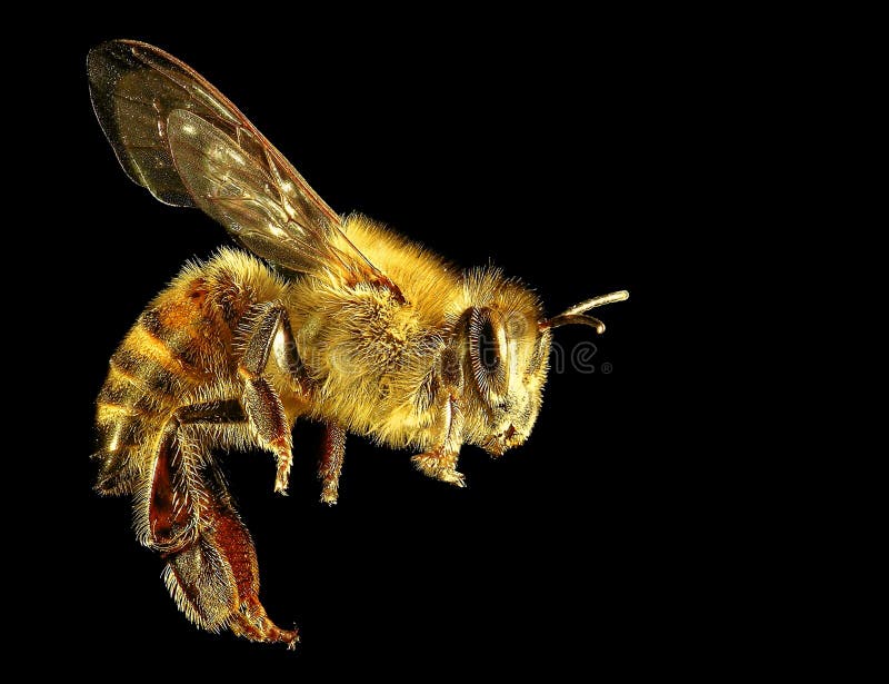 Gold Bee on black stock image. Image of honeybee, insect 88573117