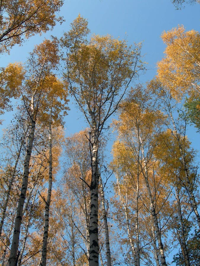 Gold birches stock photo. Image of autumn, path, birch - 7893520