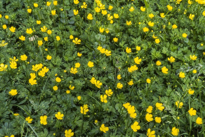 Gold Buttercup, Creeping Buttercup