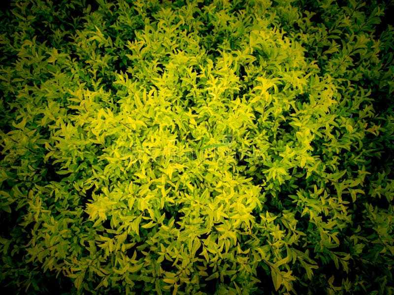 Gold Candle Trees Growing at the Field Stock Photo Image of candle