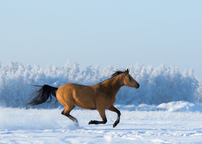 Gold chestnut horse gallops across snowy field.