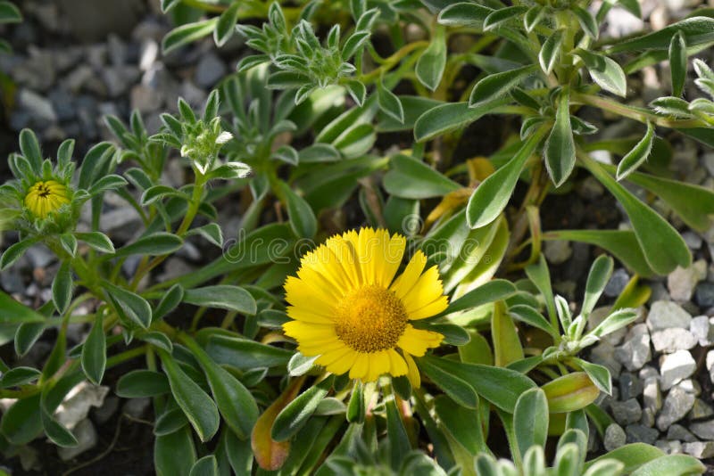 Gold Coin Daisy royalty free stock photos Gold Coin Daisy royalty free stock photos