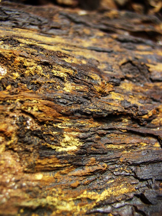 Gold colored petrified wood