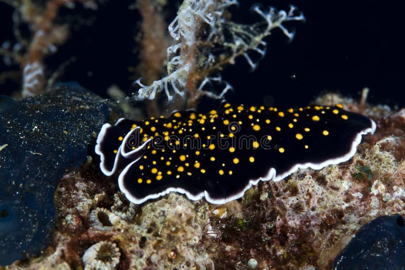 Gold-dotted flatworm in the Red Sea.