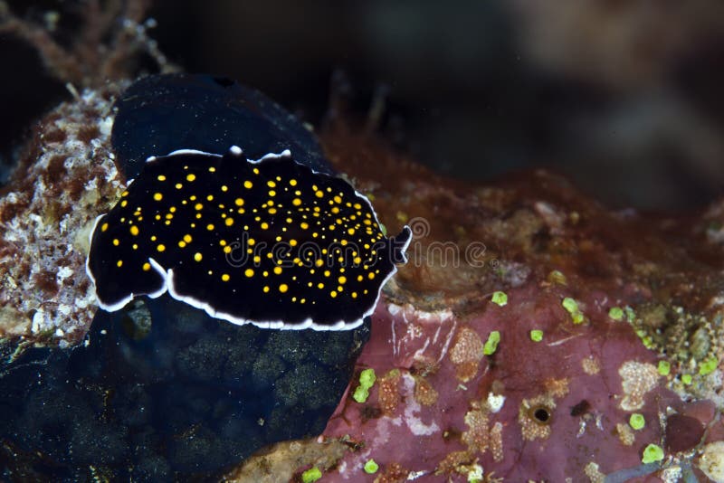 Gold-dotted flatworm in the Red Sea.