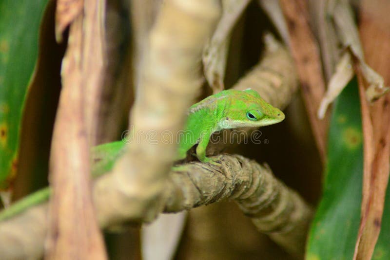 Gold Dust Gecko stock image. Image of gecko, ecosystem 120734179