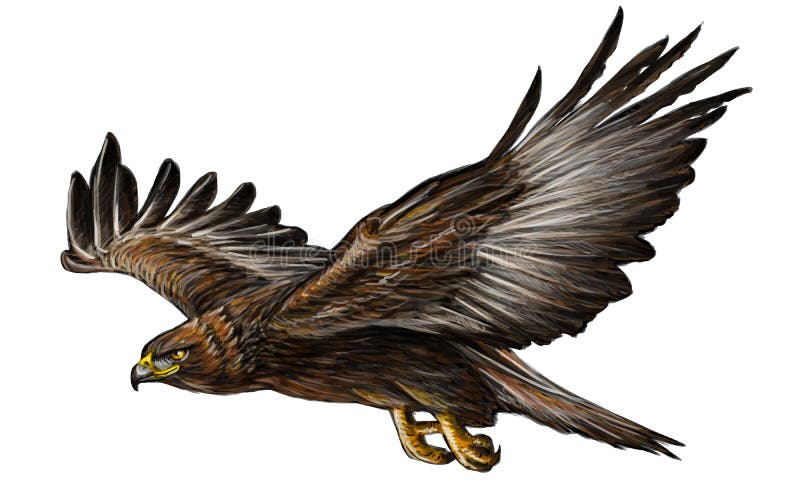 Gold Eagle Fly Color Vector. Stock Vector - Illustration of white