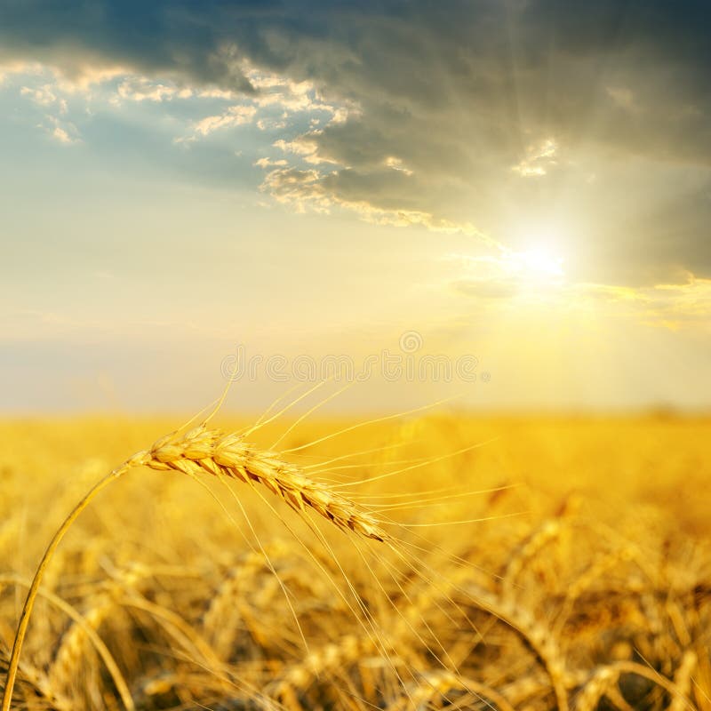 Gold ears of wheat in sunset