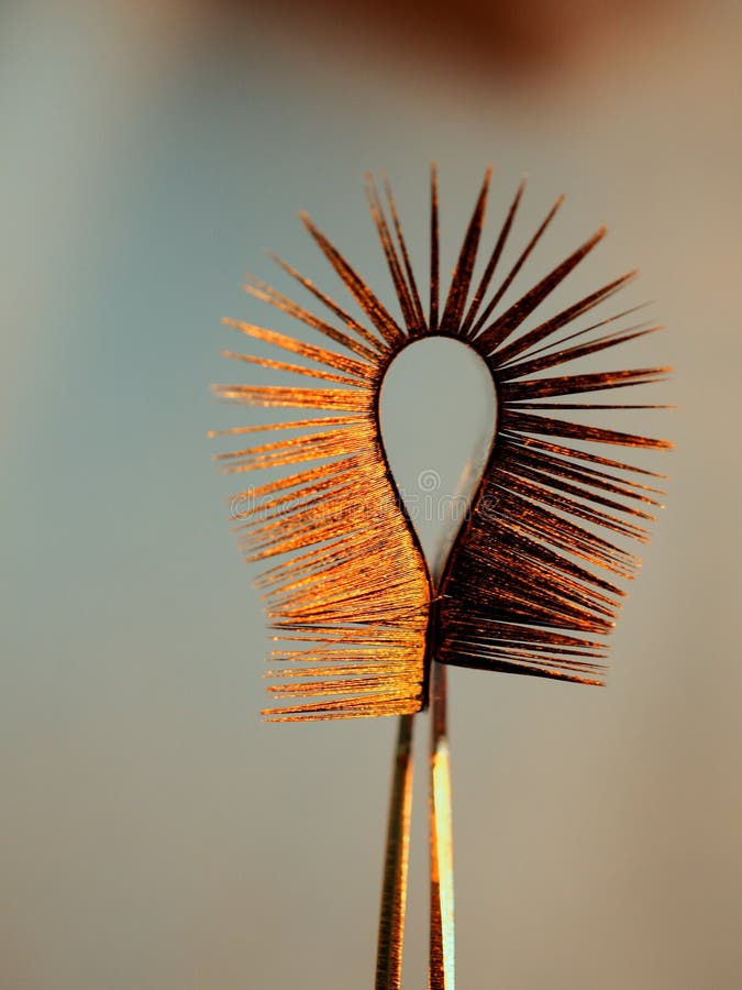 Gold Eyelash Extensions, Yellow Tweezers Stock Photo Image of